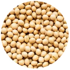 Soja Sustentable (RTRS)